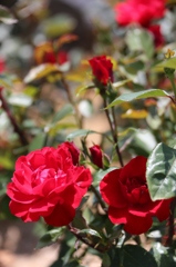 赤い薔薇５