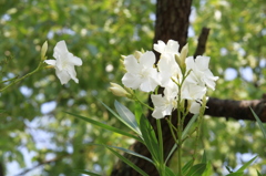 広島 夏の花 