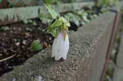 その辺の花