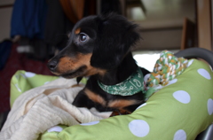 友達の犬２
