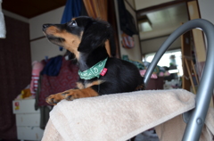 友達の犬３