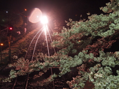 沢入の夜桜。