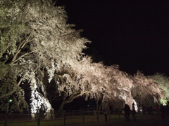 夜桜１。