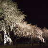 夜桜１。