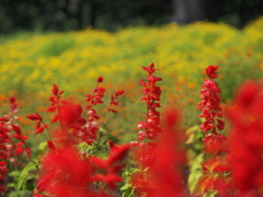 夏の花。