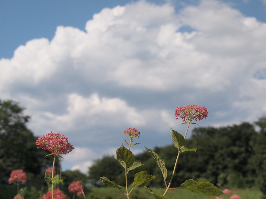 紫陽花の丘　２。
