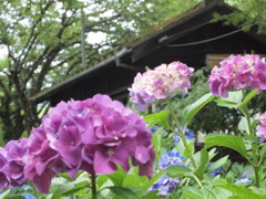 まだ咲いてます。