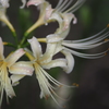 秋の花　２．