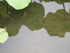 水の中に･･･