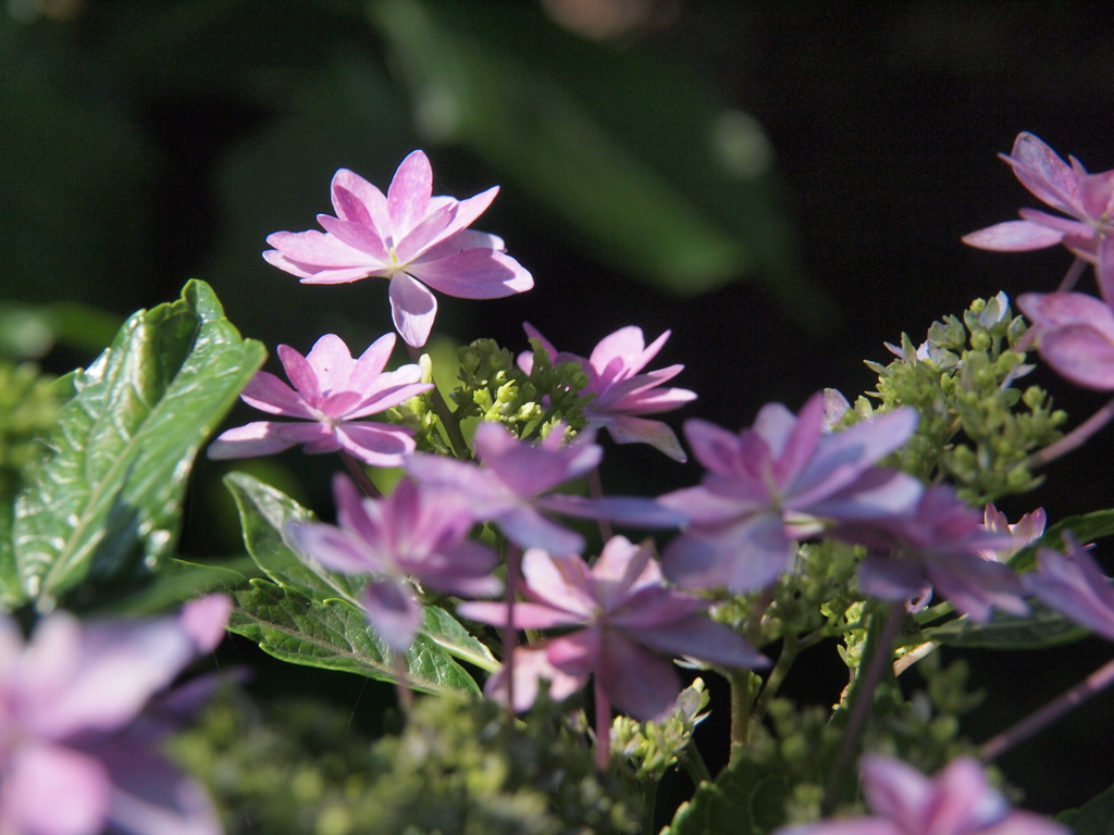 紫陽花の丘　３。