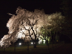 夜桜2。