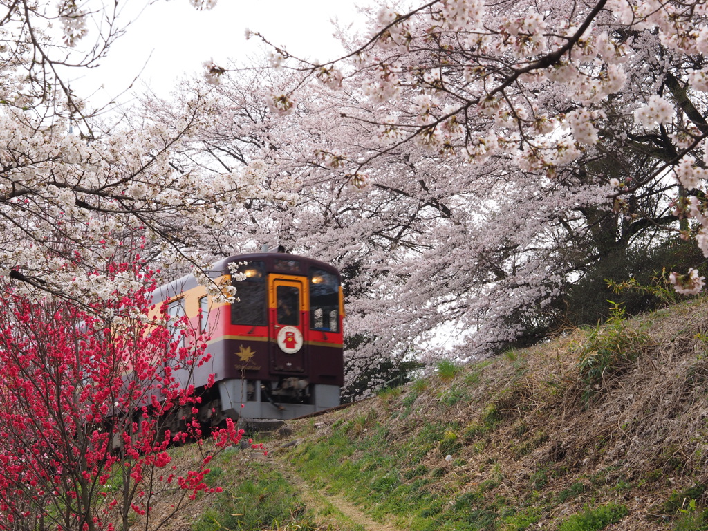 花の中を