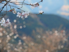 冬桜。
