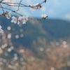 冬桜。