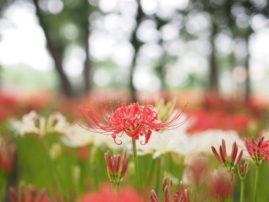 秋の花