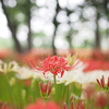 秋の花