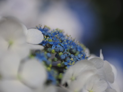 あじさいの花