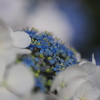 あじさいの花