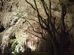 夜桜４。