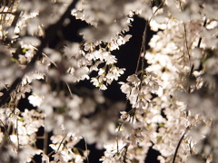 夜桜３。