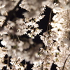 夜桜３。