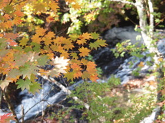 紅葉