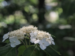 紫陽花の丘　４。