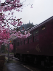 春の雨。