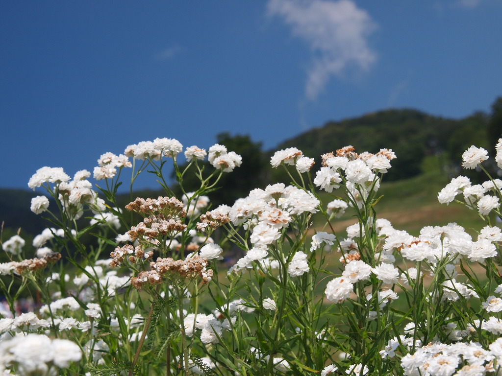 ハーブ花壇。