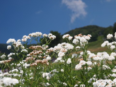 ハーブ花壇。