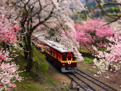 雨の花桃まつり。