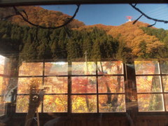 窓ガラスの紅葉。