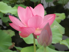 蓮