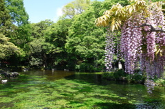 湧玉池