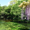 湧玉池