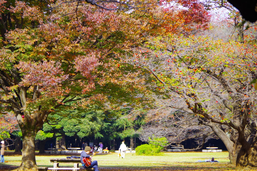 光が丘公園　