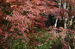 御船山楽園　紅葉6