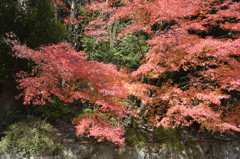 御船山楽園　紅葉4