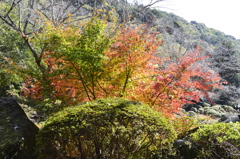 御船山楽園　紅葉2