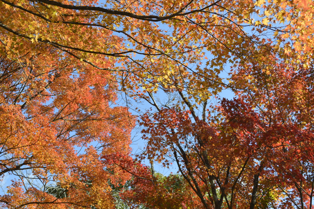 三色紅葉