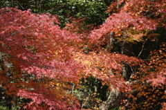 御船山楽園　紅葉5