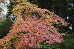 御船山楽園　紅葉1