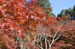 御船山楽園　紅葉7