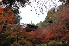 紅葉　湖東三山にて　金剛輪寺