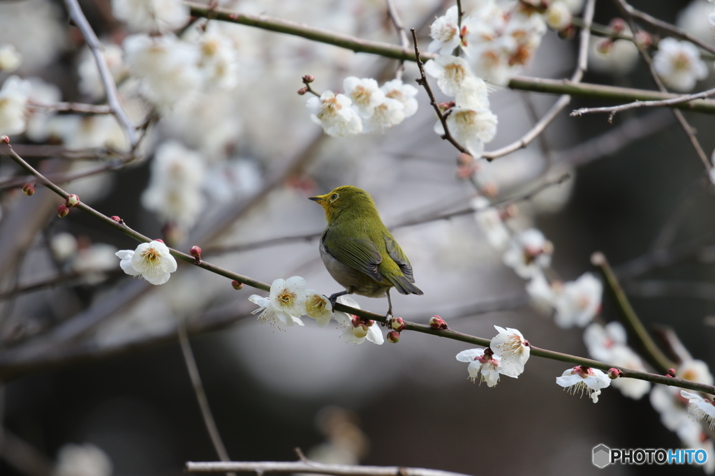 メジロ　石山寺にて