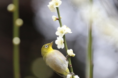 メジロ　石山寺にて