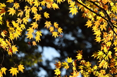 紅葉　湖東三山にて　百済寺