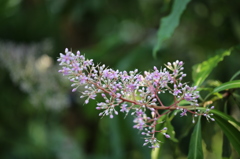 京都府立植物園にて