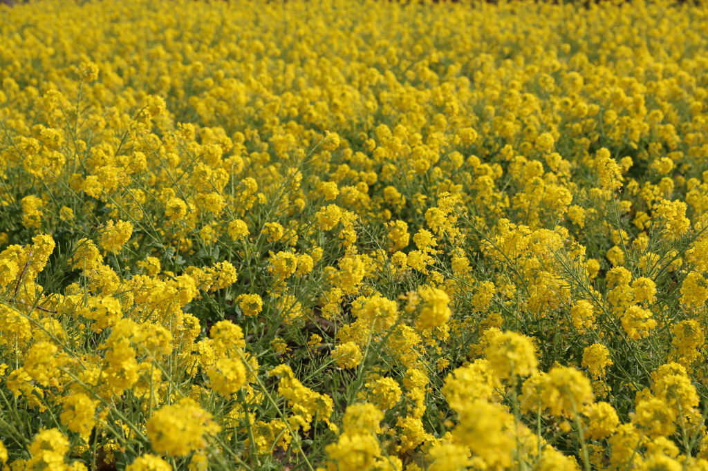 菜の花　守山なぎさ公園