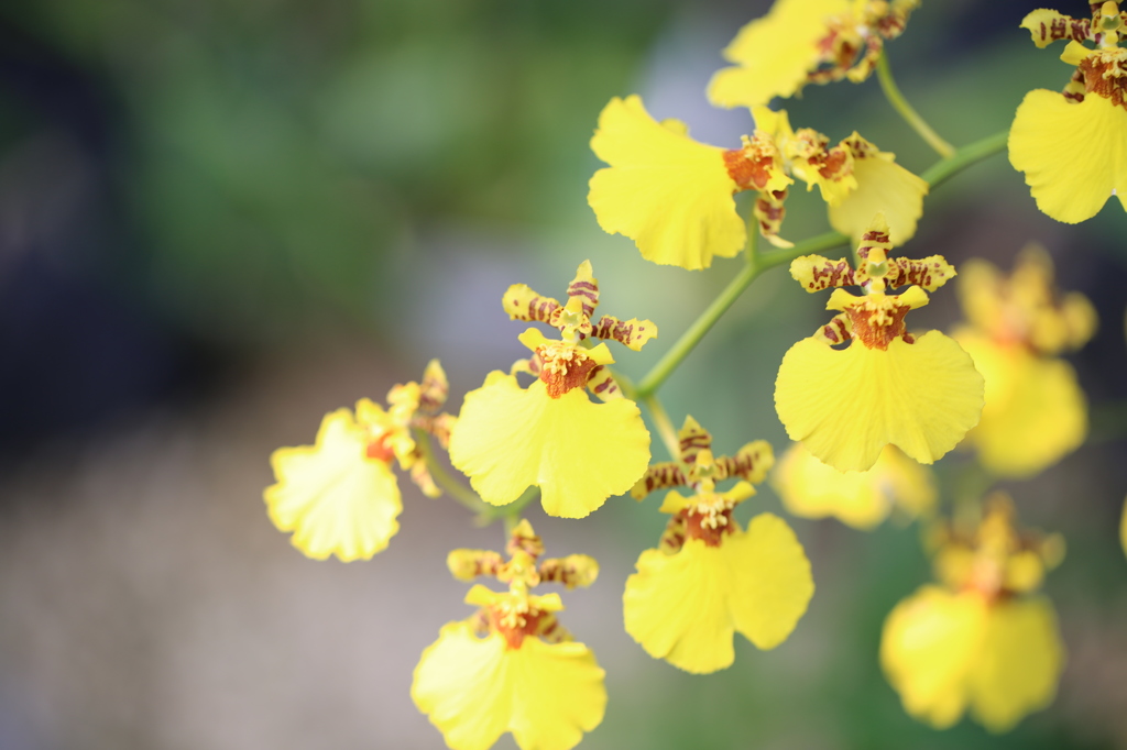 京都府立植物園にて